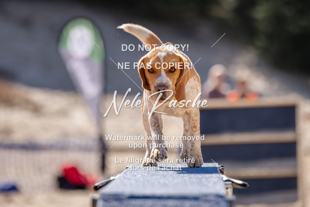 NR__0752 | nelerasche