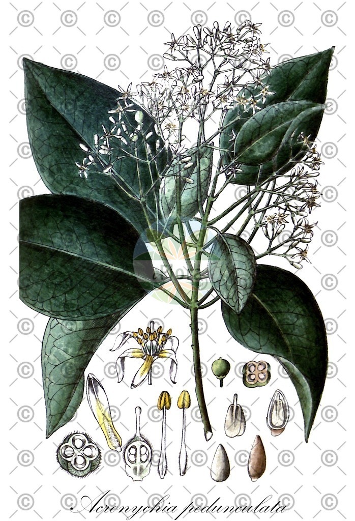 HistAbb_wfo-0000518861_1_ENZY_Simple | Historische Abbildung von Acronychia pedunculata - Rutaceae | Historical Illustration of Acronychia pedunculata - Rutaceae