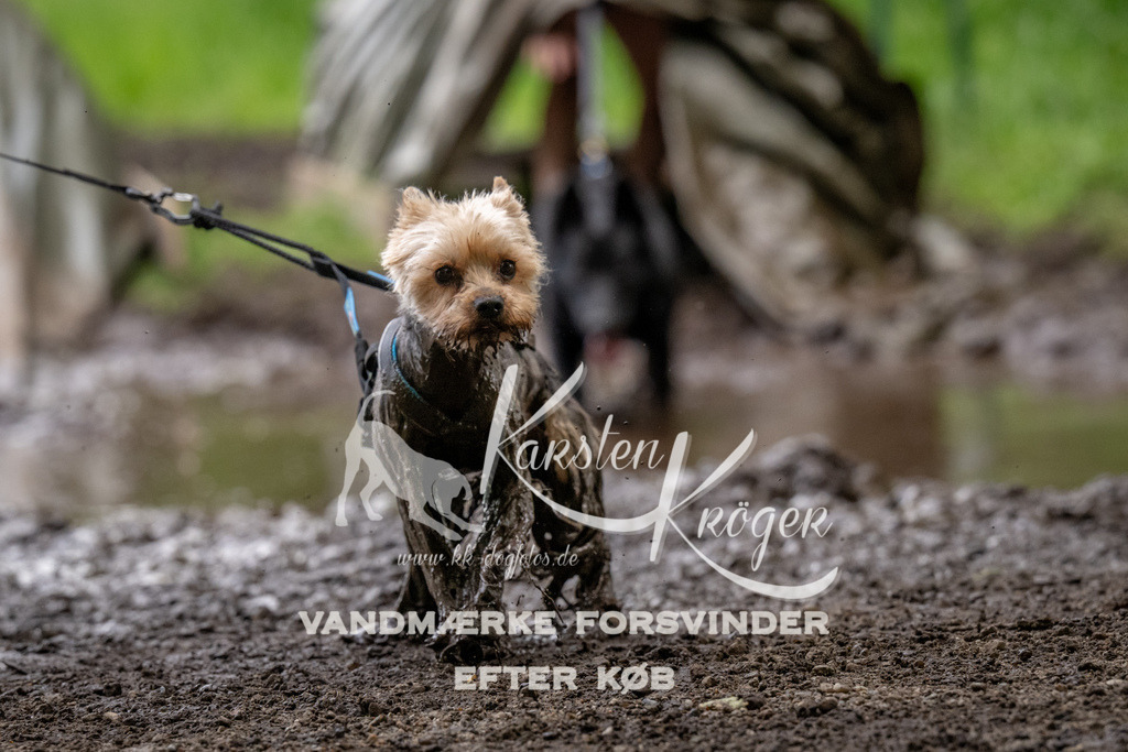 1524_ZZ93219 | kk-dogfotos