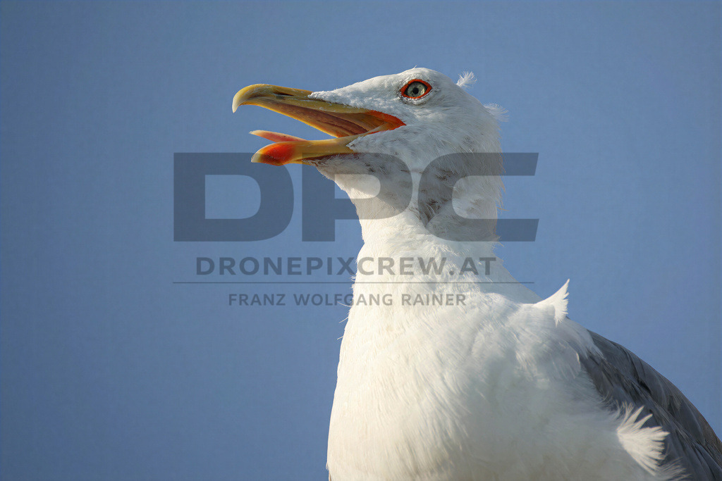 Yellow-legged Gull (Larus michahellis) | Yellow-legged Gull (Larus michahellis), a large gull species commonly found along Mediterranean coasts, rocky shorelines, harbours and coastal areas. - Realisiert mit Pictrs.com