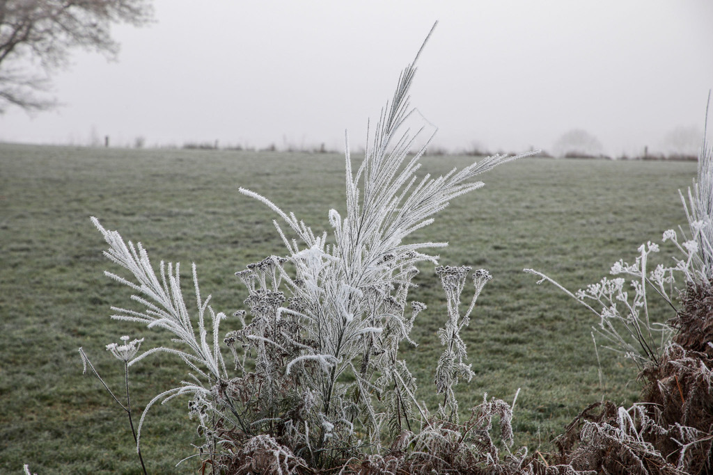 Raureif_Weisten_101222_30 | Bildergalerie von Sport-Ereignissen aber auch von weiteren spannenden Dingen - nicht nur vom Niederrhein. In Anlehnung an den bekannten Spruch von Hanns Dieter Hüsch heißt das Motto: "Niederrhein ist überall".  - Realisiert mit Pictrs.com