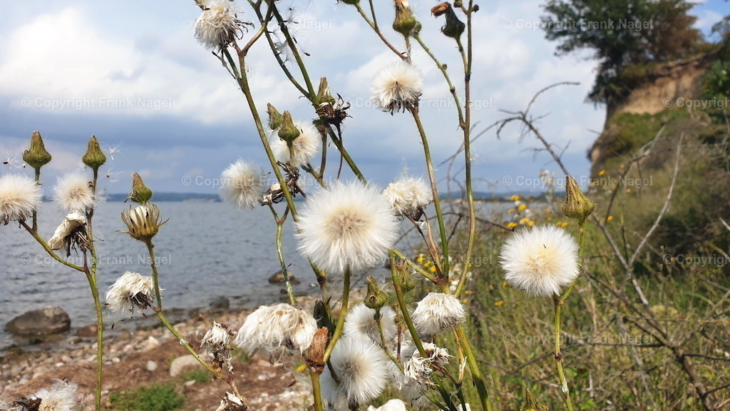 Saudisteln | Saudistel wurde am Steilufer auf der Insel Rügen fotografiert - Realisiert mit Pictrs.com