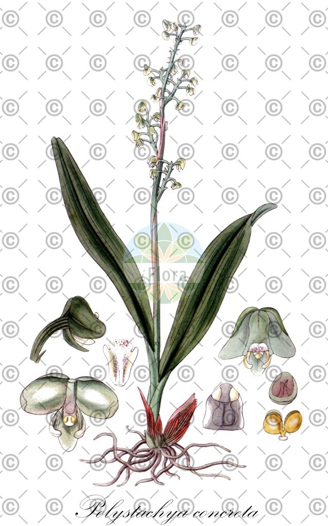 HistAbb_wfo-0000170573_1_ENZY_Simple | Historische Abbildung von Polystachya concreta - Orchidaceae | Historical Illustration of Polystachya concreta - Orchidaceae