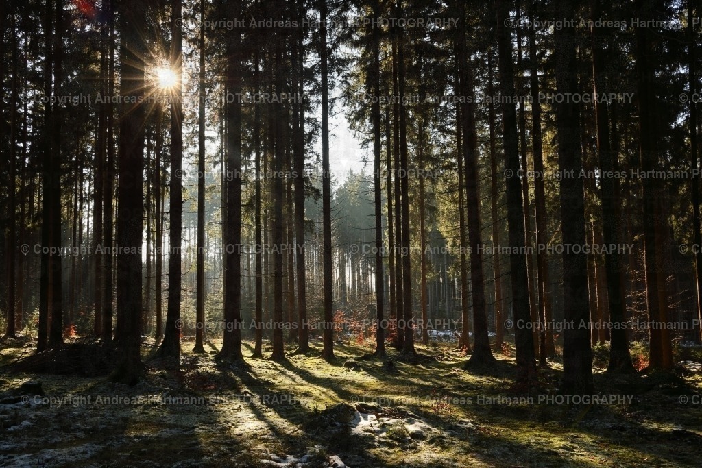 Fichtenwald | Fichtenwald - Realisiert mit Pictrs.com