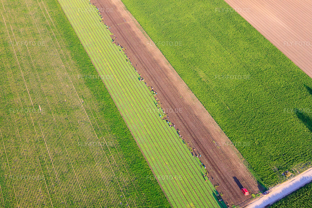 Luftbild: Viele fleissige Hände bei der Salaternte in der Pfalz in Mutterstadt im Bundesland Rheinland-Pfalz in Deutschland. Foto: IMG_69544.jpg vom 04.07.2014 durch Werner Riehm/FLY-FOTO.de