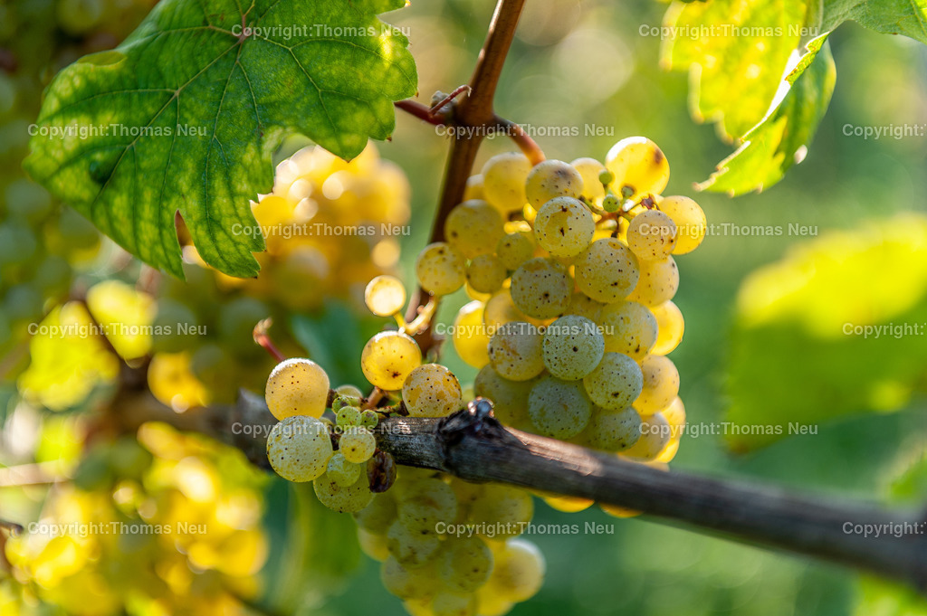 weinberge-11 | Weinlese, Hessische Bewrgstrasse,, Bild: Thomas Neu