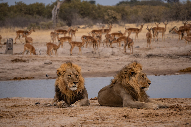 Löwen_ Chobe | Atemberaubende Reisefotografie gepaart mit modernen Inspirationen für persönliche Perspektivwechsel. Für alle Reisenden mit Drang nach Abenteuer und Freiheit. Ideal als Geschenkidee - Realisiert mit Pictrs.com