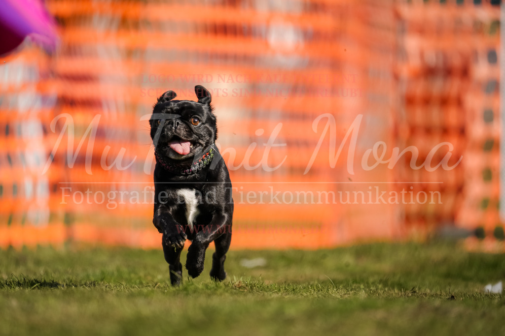 20250928_Hunderennen-153 | MuT (Mensch und Tier) mit Mona - Fotografie und Tierkommunikation - Realisiert mit Pictrs.com