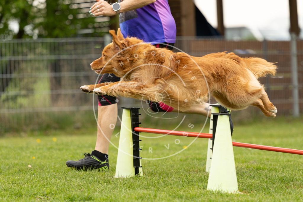 Pfotenfotografie_DV3A9124 | Hundefotografie, Tierfotograf, Pfotenfotografie, Fotoshooting Hund, Hunde Portrait, Hundesport, Hundeportraits, Heideshooting, Hunde, Sportfotograf, Hundefotograf, Turnierhundsport, THS,  - Realisiert mit Pictrs.com