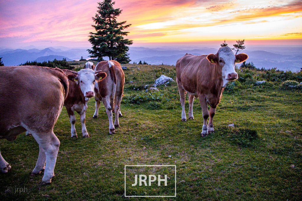 IMG_5698 | jrph - Realisiert mit Pictrs.com