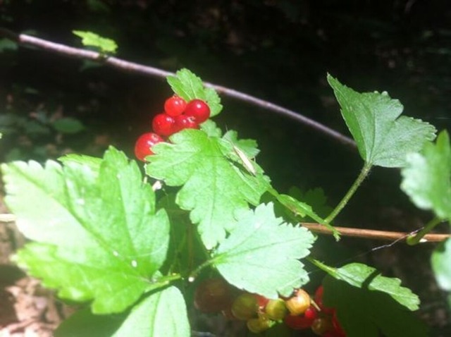 wilde-johannisbeere | Verkauf von Fotos und  Videoclips zumThema Natur.Motive sind Pflanzen, Tiere, Landschaftenund Wetter - Realisiert mit Pictrs.com