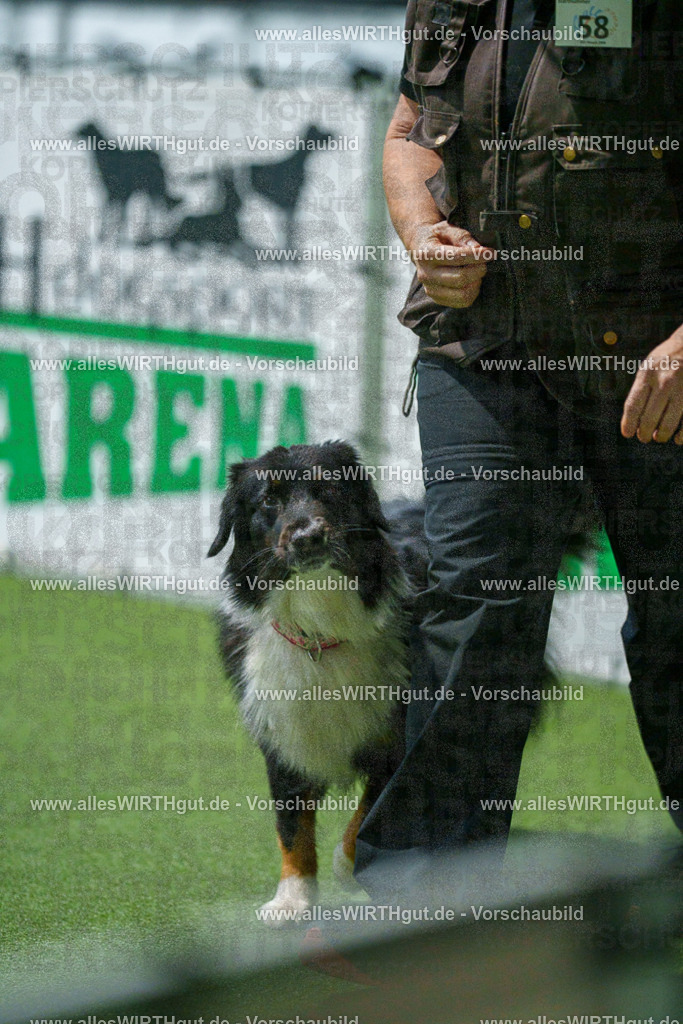 7R507069 | Professionelle Tierfotografie in Mönchengladbach von Daniel Wirth (allesWIRTHgut). Liebevolle & natürliche Bilder von Hunden & Katzen für unvergessliche Erinnerungen.