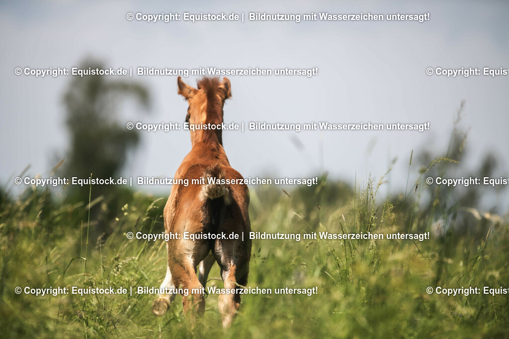 20210617_Fohlen_0119 | Foto: Thomas Hartig