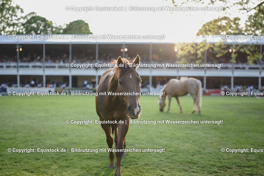 20230526_Impressionen_0337 | equistock