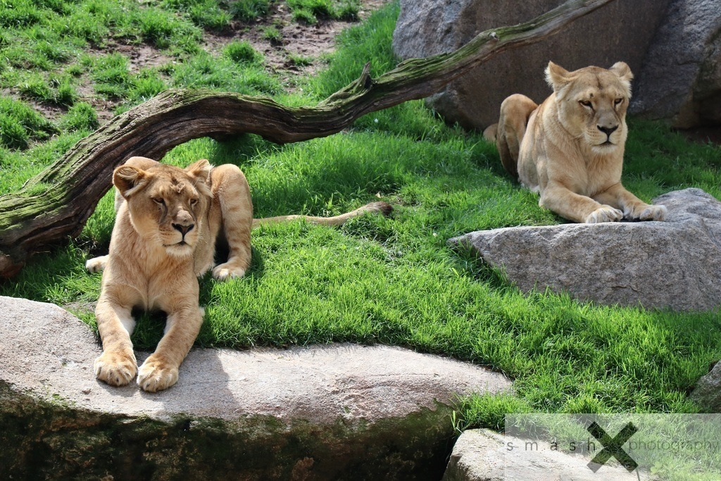 Lions | smash-photography.com