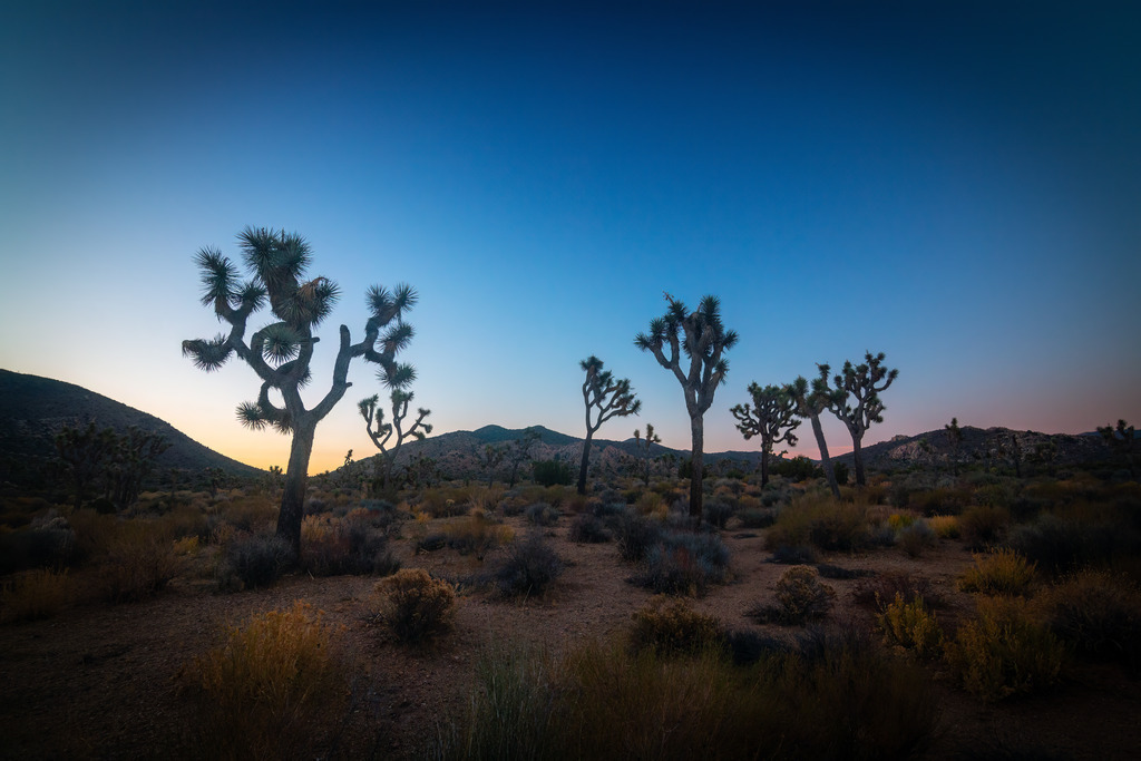 USA Joshua Tree 02 | christophschaarschmidt - Realisiert mit Pictrs.com