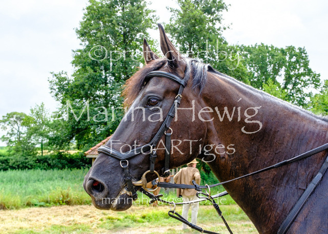 Jagd Knoop 26_MarinaHewigDSCF8757 | Fotografie, FotoArt, PferdesportArt, Pferdesportfotografie, Landschaftsfotografie, Reisefotografie, Reise, Pferde - Realisiert mit Pictrs.com