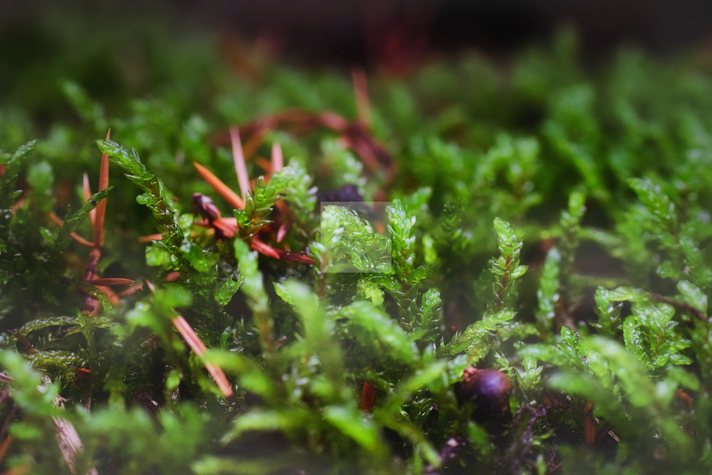 Makro - floral (63) | Buche Fotoshootings und entdecke hochwertige Fotoprodukte bei Mathias Ku Photos. Personalisiert, kreativ & mit Liebe zum Detail. Jetzt informieren! - Realisiert mit Pictrs.com