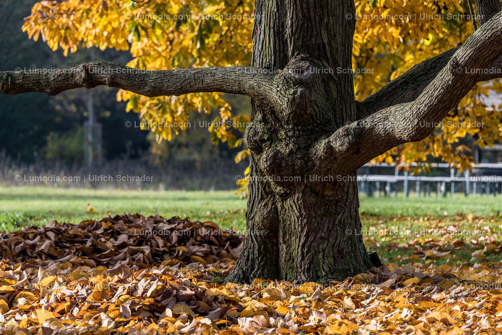 10049-4575 - Landschaftspark Degenershausen | Stockfoto und Bilderpool mit Bildmaterial aus Deutschland, dem Harz, Halberstadt, Quedlinburg, Wernigerode und weltweit. Qualitativ hochwertige und professionelle Fotos anschauen und kaufen. - Realisiert mit Pictrs.com
