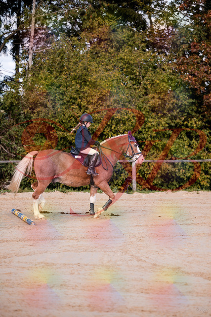 2026_10_03_Siefer-Hof_144418_Z81_18033880 | Professionelle Reitsport-, Turnier- und Eventfotografie von Robert Broda. Galerien mit ausgewählten und bearbeiteten Bildern direkt online ansehen und bestellen.