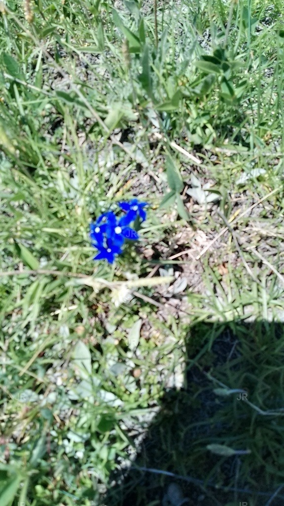 IMG_20250628_143934_HDR | zermatt-wallis-berge-und-mehr - Realisiert mit Pictrs.com