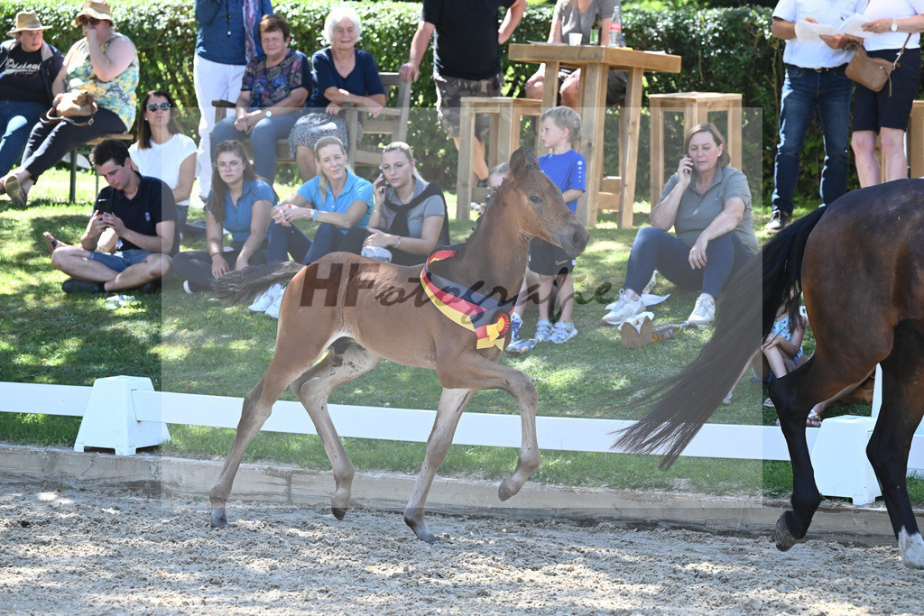 Kat-Nr. 44 HF DSP Va Bene x Sir Donnerhall_Kopp_27230816 | hf-fotografie - Realisiert mit Pictrs.com