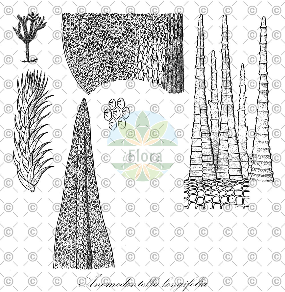 HistAbb_wfo-1000020259_1_ENZY_Simple | Historische Abbildung von Anomodontella longifolia - Anomodontaceae | Historical Illustration of Anomodontella longifolia - Anomodontaceae