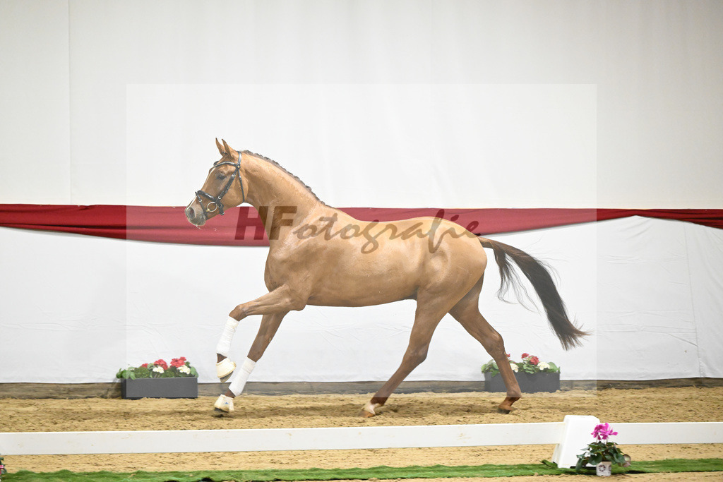 Kat-Nr. 59 v. Viva Gold_Casper u Eulich_63221754 | hf-fotografie - Realizzato con Pictrs.com
