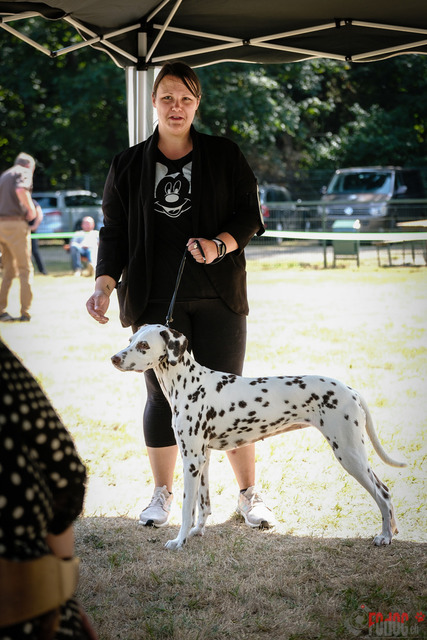 Dalmatiner DZGD CDF in Hilden | Dalmatiner, Regionalgruppenausstellung DZGD / CDF) in Hilden. Richterin Margrit Martegani.  in Hilden  04.09.2022 Foto: Leo Wyden
