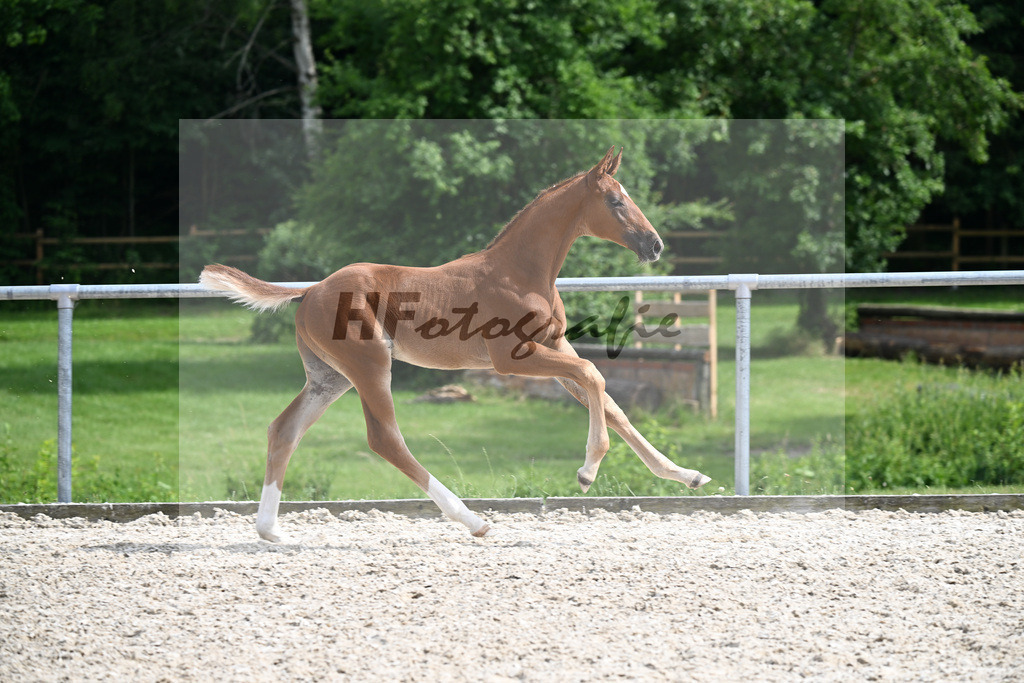 Kat-Nr. 8 Becks x Fuerst Romancier_HF_Gut Seyerhof Reimann_17250744 | hf-fotografie - Realisiert mit Pictrs.com