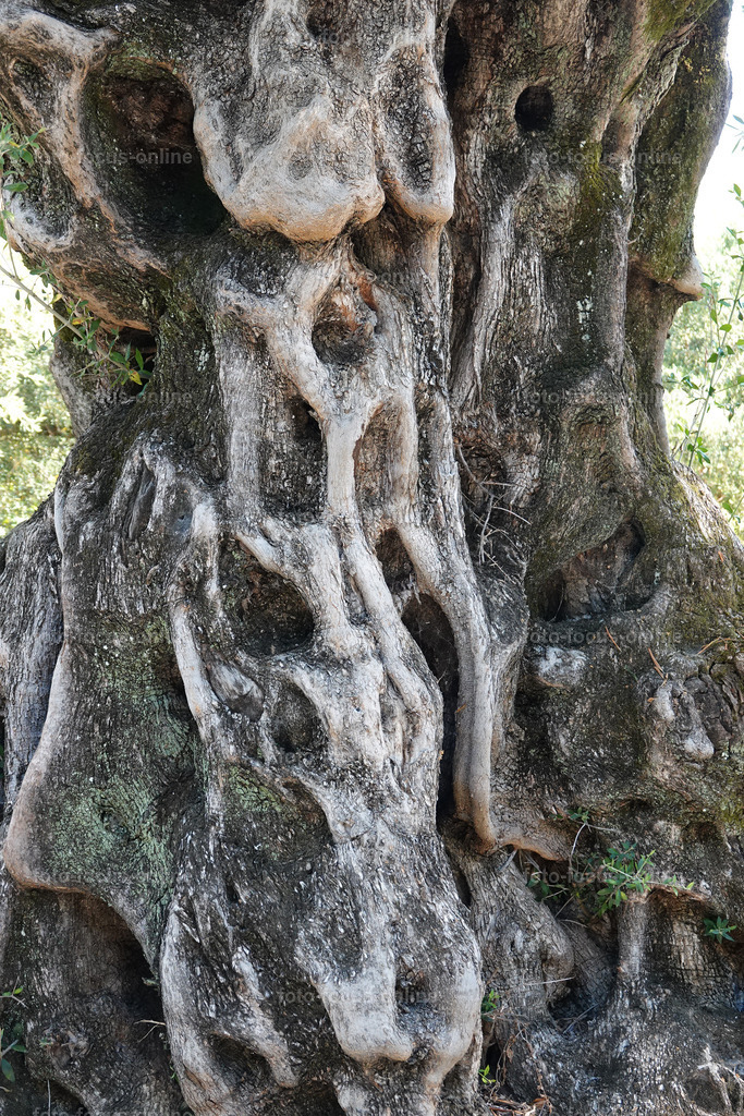 Stories of the Ancient Olive Trees | Ancient Olive Trees