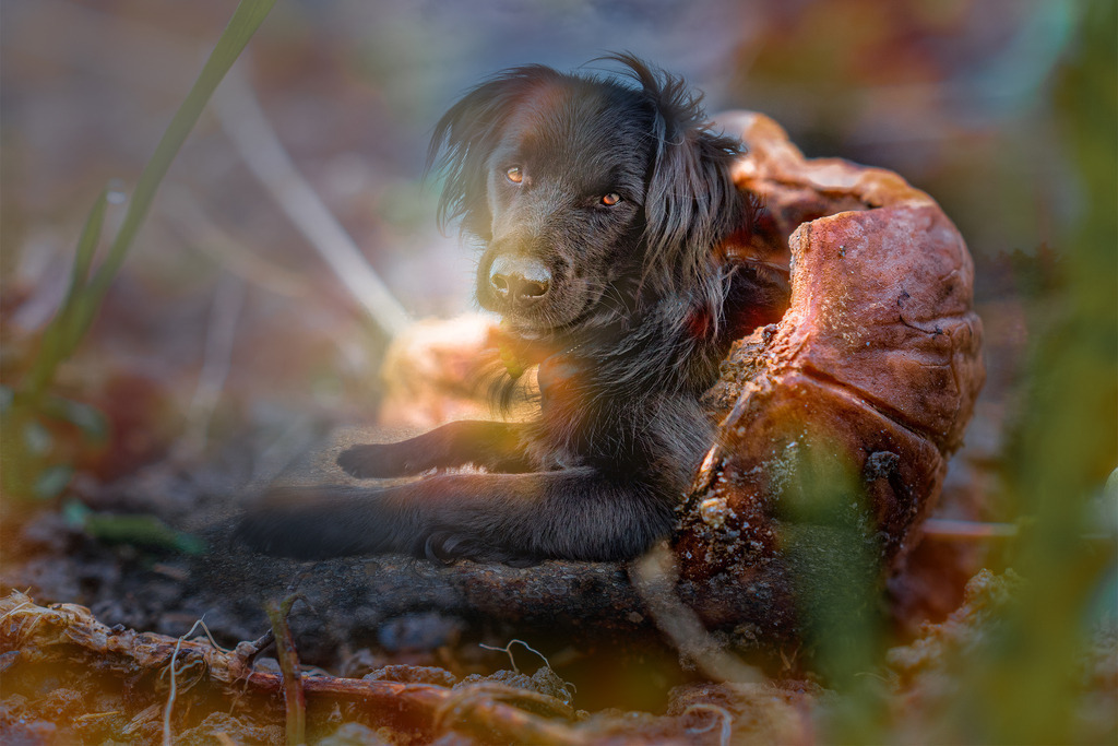 Unterschlupf | Es war ein lauer Herbst. Die Tage wurden kürzer, die Nächte kühler, bald würde der Winter kom-men. Ein kleiner, schwarzer Hund war auf der Suche nach einem Zuhause.Alles hatte damit begonnen, dass sein Herrchen im Sommer weggegangen war und einfach nicht mehr wiederkam. Die Wohnung wurde geräumt, der kleine Hund ins Tierheim gebracht. Dort gefiel es ihm ganz und gar nicht. In einem winzigen Zwinger war er ganz allein eingesperrt. Zwar kam je-den Tag eine nette Frau, brachte ihm etwas zu essen, streichelte ihm zweimal über den Kopf, murmelte ein paar unverständliche Worte bevor sie wieder ging. Manchmal kamen auch andere Leute, die standen eine Weile vor seinem Gefängnis, betrachteten ihn, schüttelten den Kopf und gingen weiter. - Realisiert mit Pictrs.com