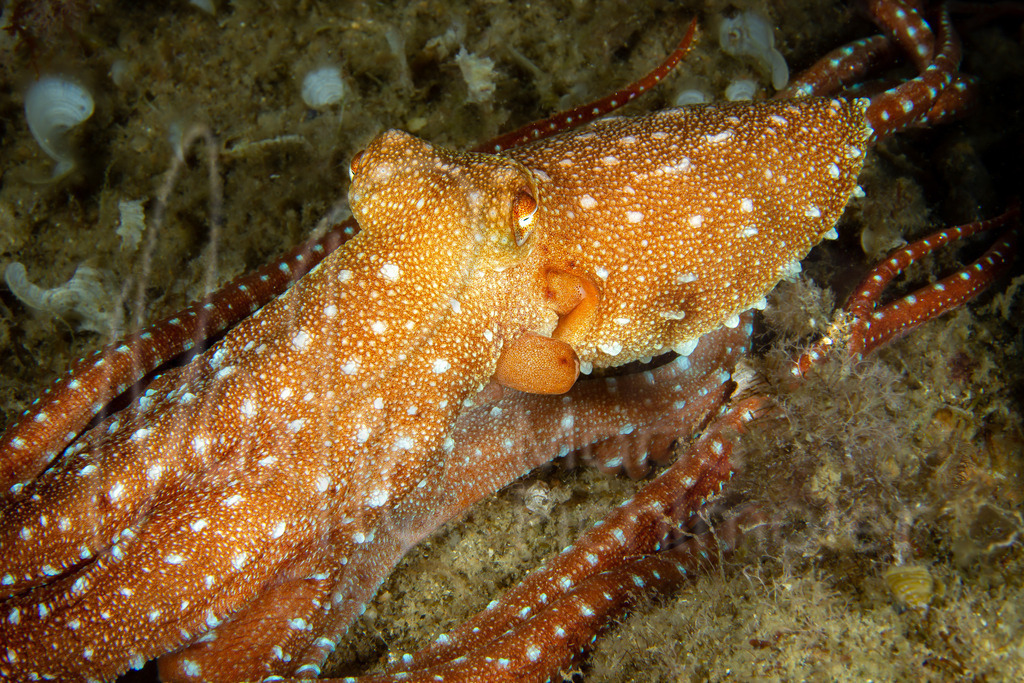 Callistoctopus macropus | Langarm-Krake / Cast: Pulpón; Eng: White-spotted octopus, Long-armed octopus; Fr: Poulpe tacheté, - Realisiert mit Pictrs.com