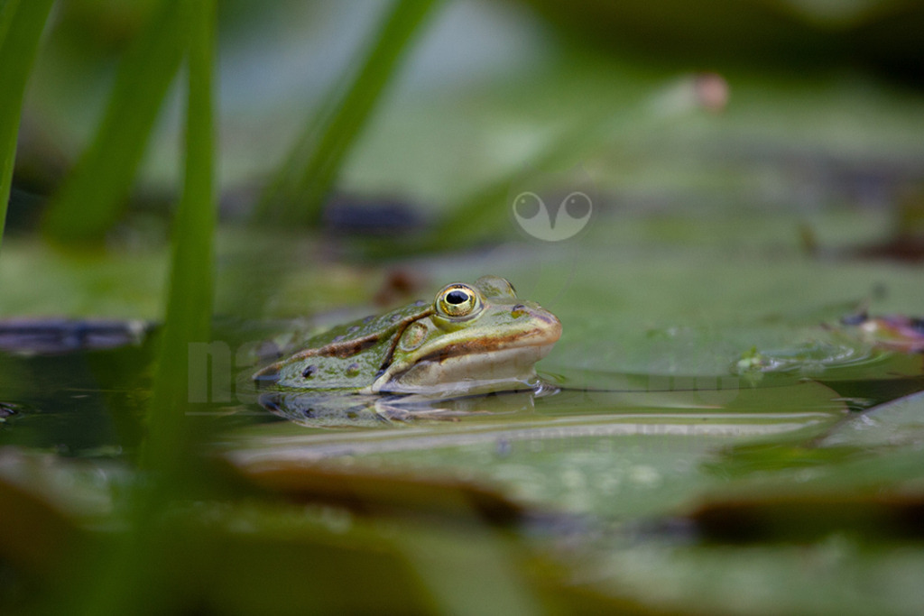 20080525150906 | Der Teichfrosch, ungenauer auch Wasserfrosch genannt, gehört innerhalb der Ordnung der Froschlurche zur Familie der Echten Frösche. - Realisiert mit Pictrs.com