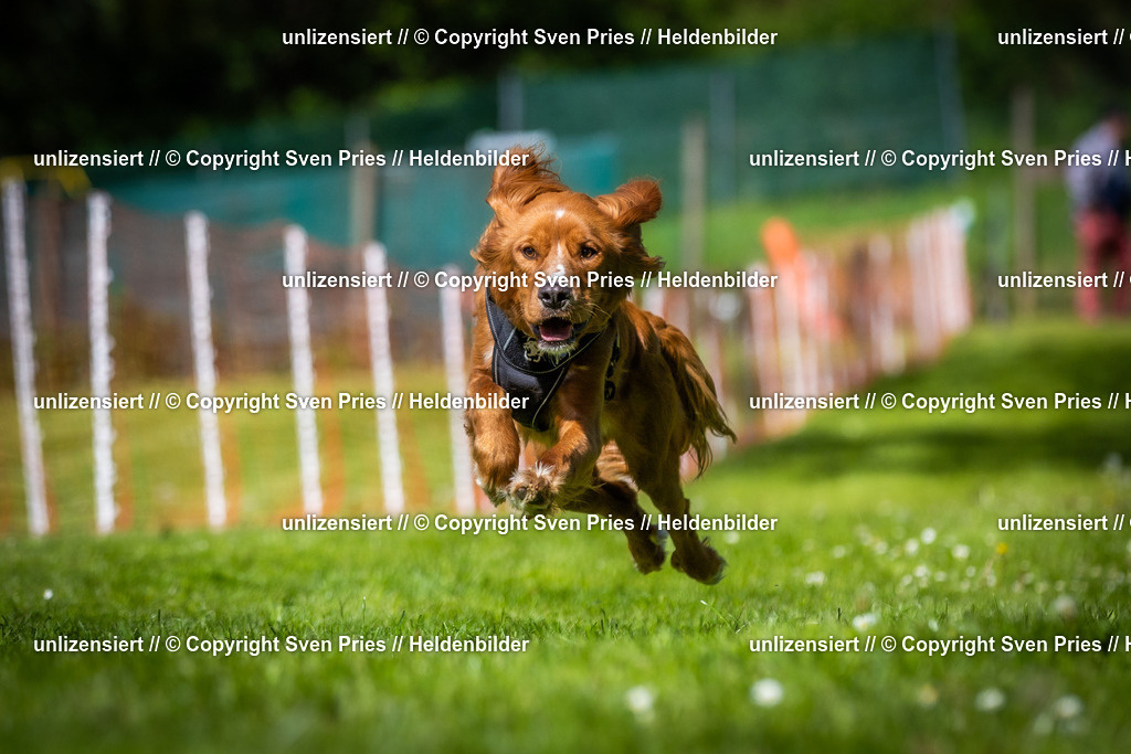 Hunderennen_April_2026_651 | 2026-04-26 - Hunderennen Baden-Oos April 2026 - Realisiert mit Pictrs.com