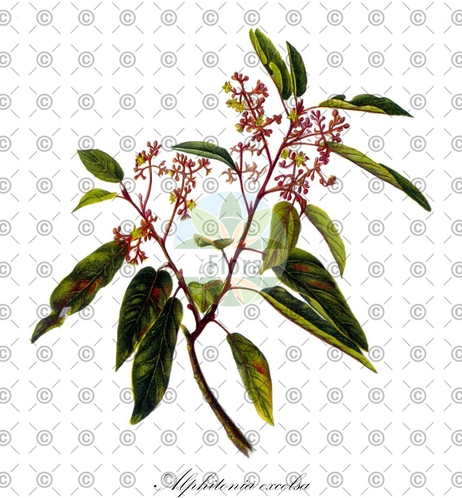 HistAbb_wfo-0000527304_1_ENZY_Simple | Historische Abbildung von Alphitonia excelsa - Rhamnaceae | Historical Illustration of Alphitonia excelsa - Rhamnaceae