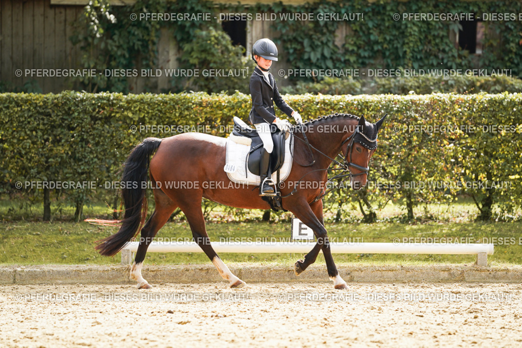 DSC01357 | Pferdegrafie