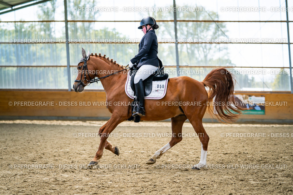 DSC05424 | Pferdegrafie