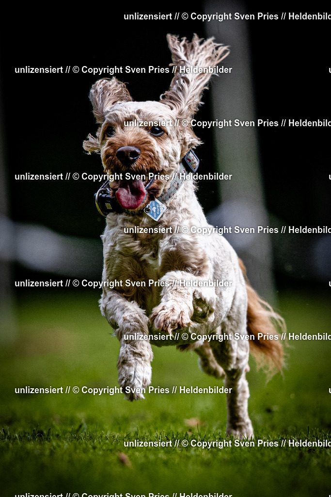 Sven Pries | 2025-10-03 - Hunderennen Obergrombach - Realisiert mit Pictrs.com