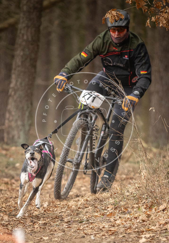 Pfotenfotografie_DV3A3447 | Hundefotografie, Tierfotograf, Pfotenfotografie, Fotoshooting Hund, Hunde Portrait, Hundesport, Hundeportraits, Heideshooting, Hunde, Sportfotograf, Hundefotograf, Turnierhundsport, THS,  - Realisiert mit Pictrs.com