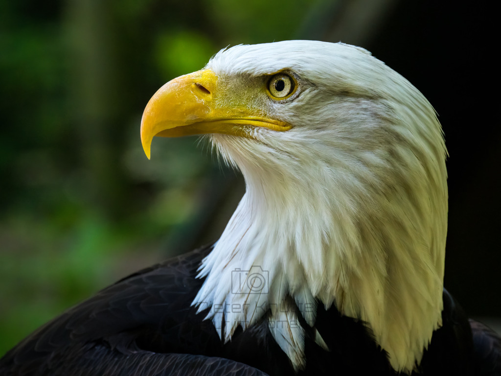 P1000231-Bearbeitet-2017-LR | Natur im Moment - Realisiert mit Pictrs.com