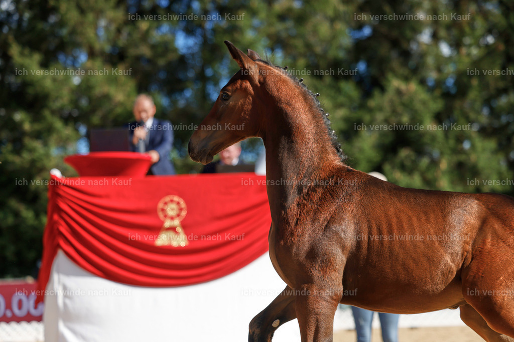 _AM19033 | working equitationturnier fotograf videograf stoibphotography marixx film working equitation deutschland reitsport turnierfotografie eventfotografie equestrian events