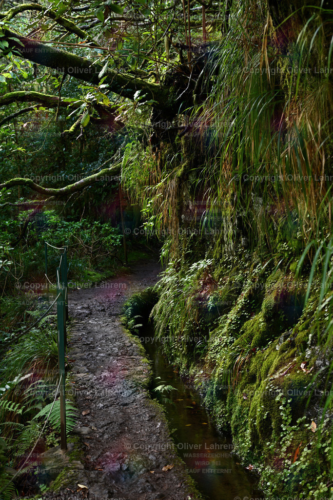 Weg der Levada Caldera Verde | Die Levada do Calderao Verde fließt gemächlich durch einen tropischen Wald dessen Bäume von Flechten und Moos bewachsen.