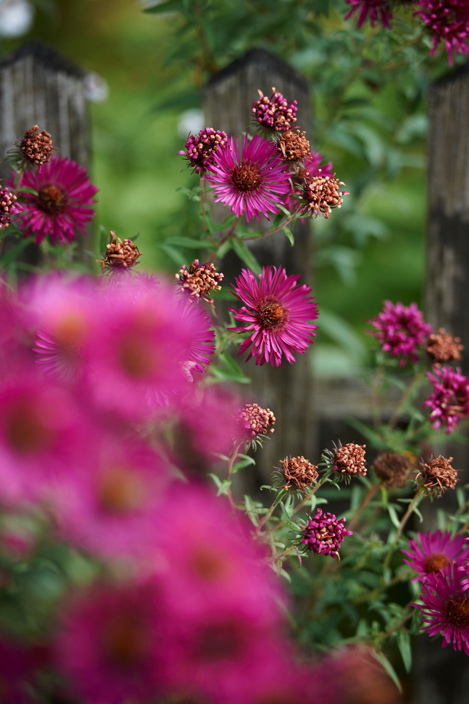 Herbstastern am Holzzaun | Niedersulz, Austria - October 11, 2014: Herbstastern  am Holzzaun eines Bauerngartens. - Realisiert mit Pictrs.com