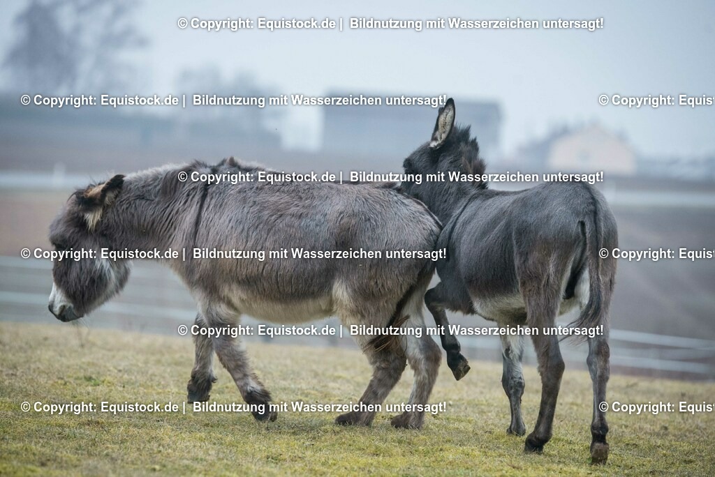 20150217_Esel_0008 | equistock