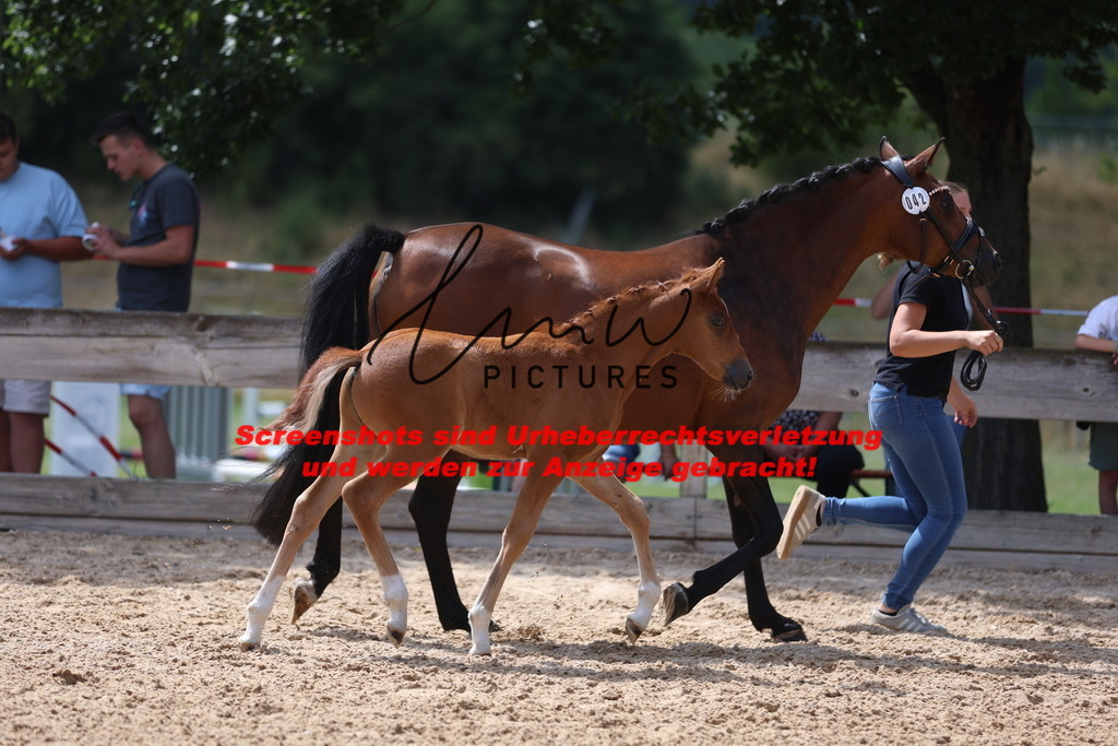 Fohlenschau_Schwäbisch_Hall_Ponys_KN 42_2 | lmwpictures - Realisiert mit Pictrs.com