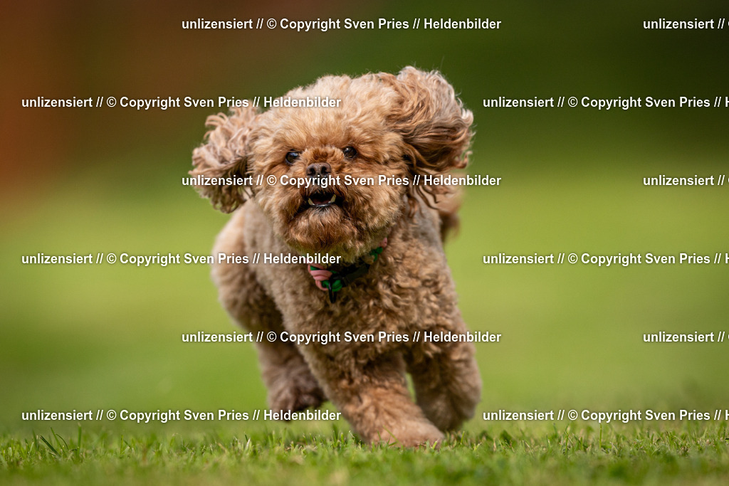 Sven Pries | 2024-09-22 - Hunderennen Baden-BadenPudelverein - Realisiert mit Pictrs.com