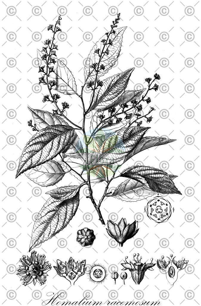 HistAbb_wfo-0001289423_1_ENZY_Simple | Historische Abbildung von Homalium racemosum - Salicaceae | Historical Illustration of Homalium racemosum - Salicaceae