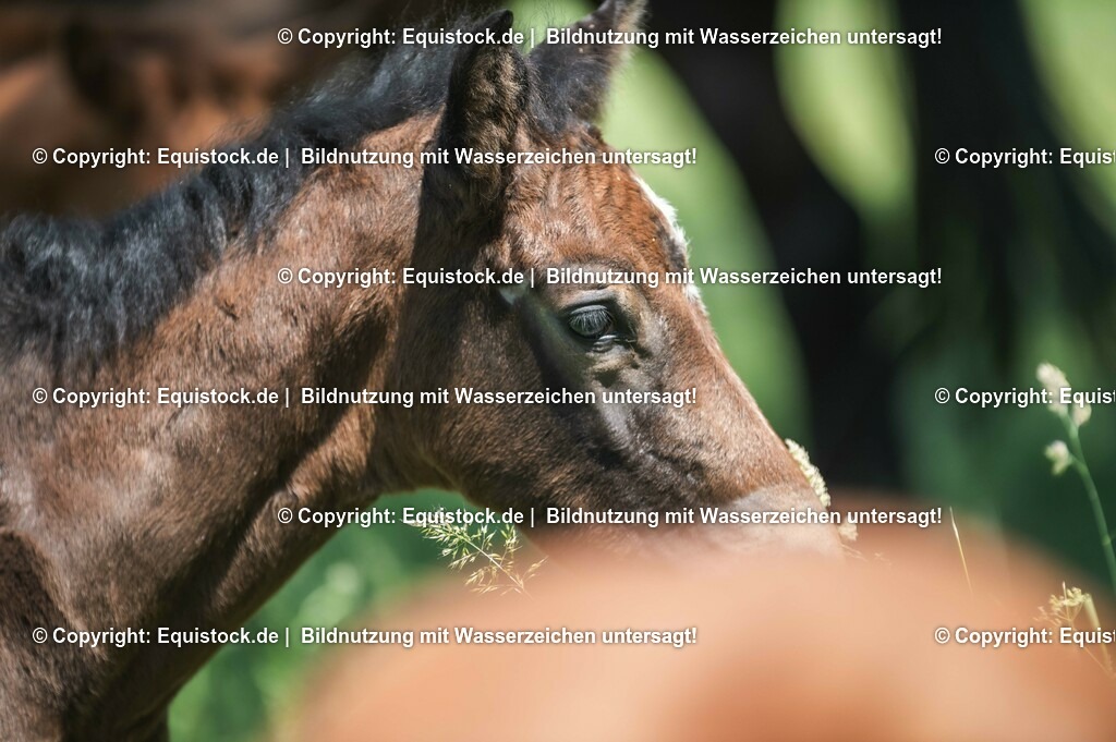 20210617_Fohlen_0124 | Foto: Thomas Hartig