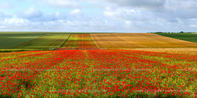 Mohnblumen Panorama | Landschaftsfoto mit einem Mohnblumenfeld | Gesehen in der Champagne
